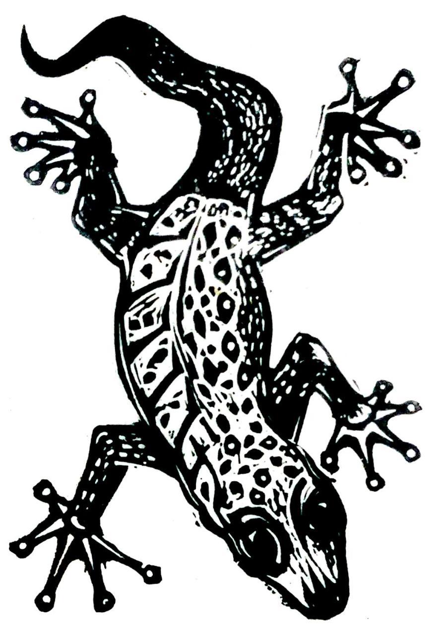 Gecko Guest House Cooktown Eksteriør billede